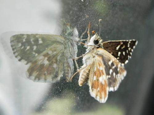 Réf. 230 649 : Pyrgus malvoides